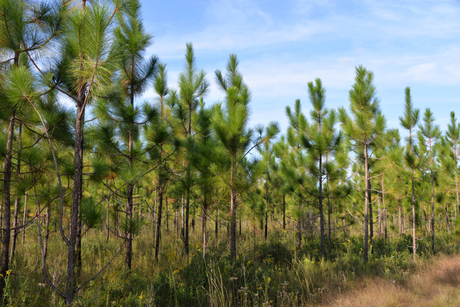 Florida Forestry - Florida Forestry Association