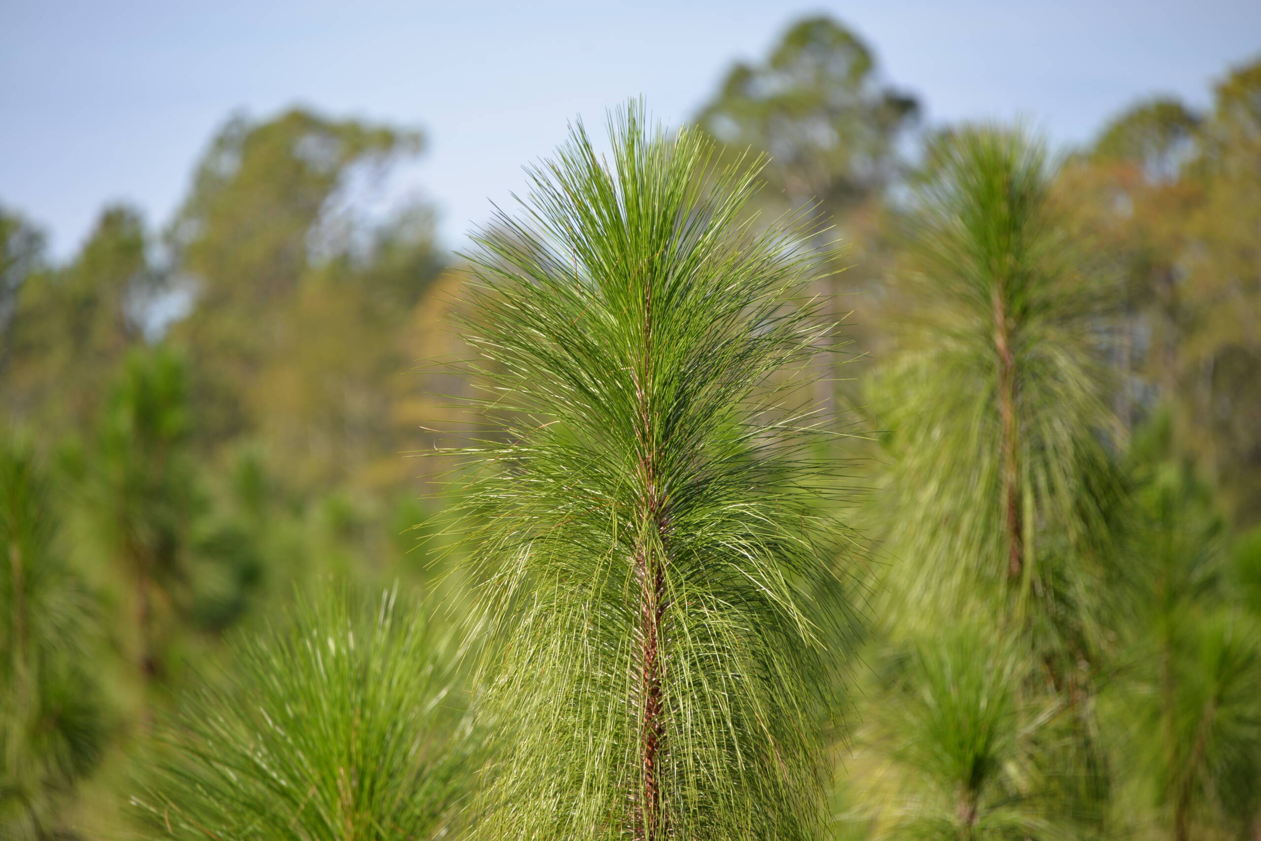 young pine tree